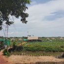 로터스팜 이미지