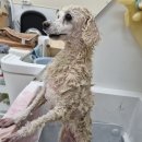 펫지살롱 이미지