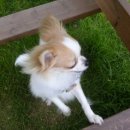 도그바라기 이미지