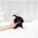 더독스 강아지분양 서울 이미지