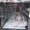 둘레길동물병원 이미지