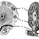 신경절아교세포(피막세포 Capsular Cell, 위성세포 Satellite Cell) 이미지