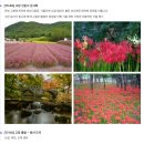 9/27(토)28인승 리무진(가을여행)★영광불갑사(꽃무릇)★고창선운사★영광굴비정식★백제간다라 박물관 이미지