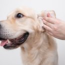 목욕하는 강아지 이미지