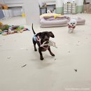 멍린이집 | 배탈난 찰떡이 병원갔다온 후기