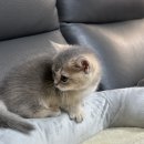 천안고양이 분양 퍼스트캣 본점 이미지