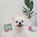 그루밍 하와이 이미지