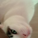 발라당냥 이미지