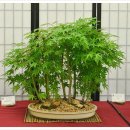 분재전시회 이미지