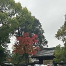 시간을 뚫고 나온 친절한 한국사 | 일본 교토 여행#3 | 금각사 | 교토 라멘 맛집 | 금각사 근처 맛집 | SABANJI