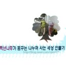 백년나무
