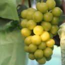 자연애농수산 | [당첨자발표] 돼지고기 삼겸살 목살 후지 등 모듬 1박스 주말깜짝이벤트 당첨자 발표하네유~~^