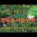 한국의약초
