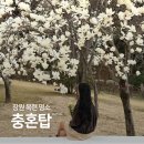 충혼탑 | 창원 목련 명소 충혼탑 주말개방 주차장 후기