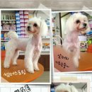 말티스토리 네이버블로그