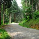 축령산편백나라 이미지