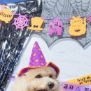 야탑 반려견 이미지