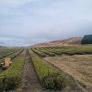 쿡팜(cook farm)
