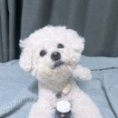 이은메디 | 메디퍼피 액티브 F 후기!