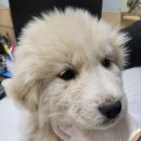 최종주동물병원 이미지