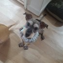 삐삐펫살롱 이미지