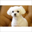 Happiness puppy 이미지