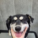 마루애견 이미지