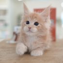 부산고양이분양 미유펫 이미지