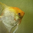 골든엔젤 이미지