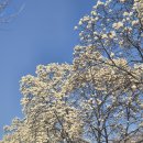 유성충전소 | [뚱기 블로그] 대전 목련명소 유성 자운대, 국군대전병원 꽃구경 후기