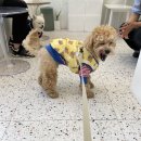 이야(YIYA) 이미지