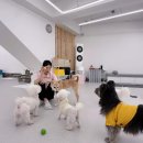 나랑애견유치원 | 마포 애견유치원 추천, 개소리애견유치원 직접 방문 후기｜사회성과 케어를 함께 잡는 곳