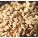 곡물이네 이미지