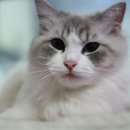 그루밍캐터리 이미지