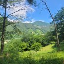 데미샘꿈그린 이미지