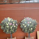 가족뮤지컬 뽀로로 매직싱어롱쇼 이미지