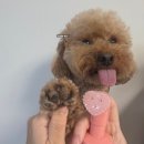 카몽 | 강아지발바닥 보습 꿀템 카몽카몽 발세정제 찐애정 후기 (강아지발세정보습제)