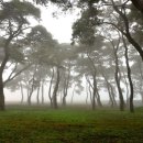 솔밭공원2 이미지