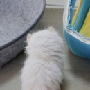 김포고양이분양 맘스캣 이미지