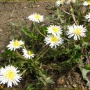 하얀민들레 이미지