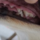 청담리덴동물치과병원 이미지