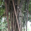 인도고무나무 이미지