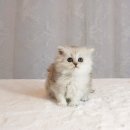 오션동물메디컬센터 | 부산명지고양이분양, '건강' 하나 보고 달려간 입양 후기