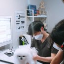 한국동물선진의료연구소(KASMINE) 동물심혈관신장센터 이미지