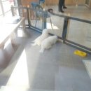 광교호수 동물병원 이미지