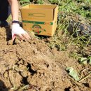 연화농장 | 강화도 연화농원 밤줍기, 고구마캐기(농장체험)