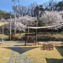 은해사 벚꽃길 이미지