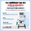 킨텍스꿈동물병원 | 일산 강아지 십자인대 파열 수술 후기! (킨텍스 쿨펫 동물병원)