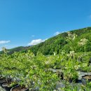 송전농장 이미지