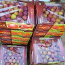 봉자농장 이미지